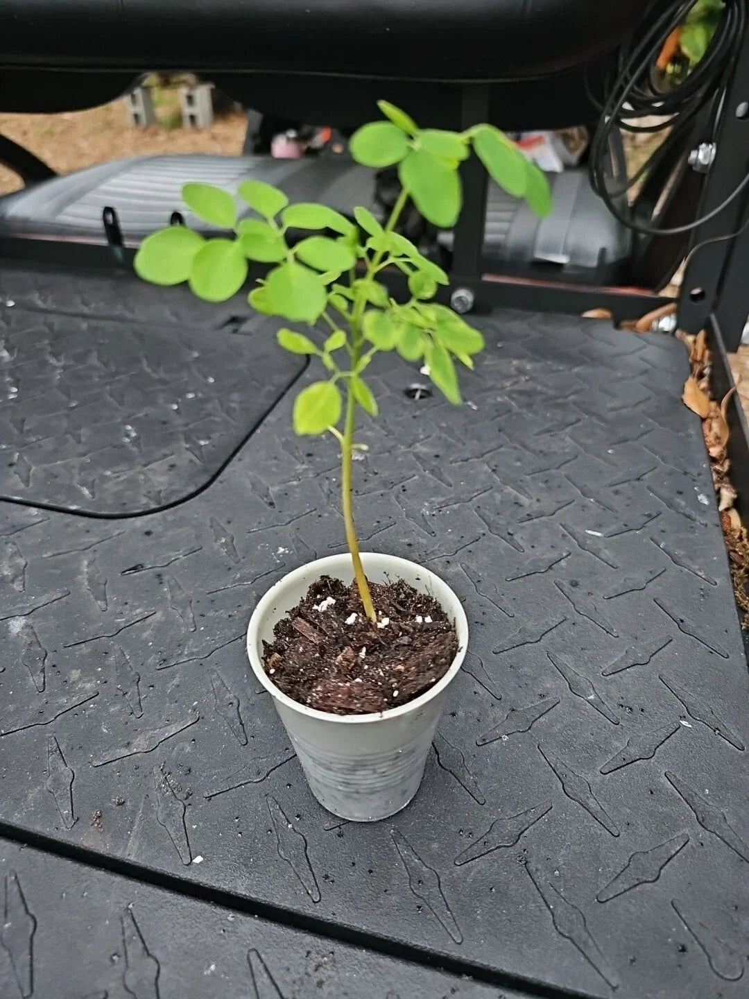 Moringa oleifera Rooted Live Plant 8" - Tree of Life Food Forest for Home Garden & Food Forest