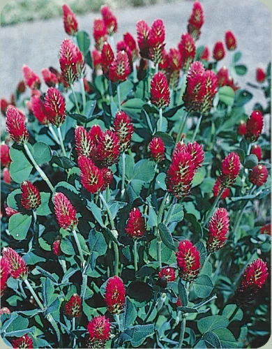 Crimson Clover Seeds 1 oz - Red Flowering Bee Attractant Trifolium incarnatum for Gardens & Cover Crops