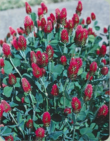 Crimson Clover Seeds 1 oz - Red Flowering Bee Attractant Trifolium incarnatum for Gardens & Cover Crops