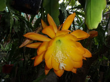 Epiphyllum Orchid Cactus Cutting "Spiced Takuan" - Fragrant Flowering Plant, Exotic Houseplant, Unique Garden Addition