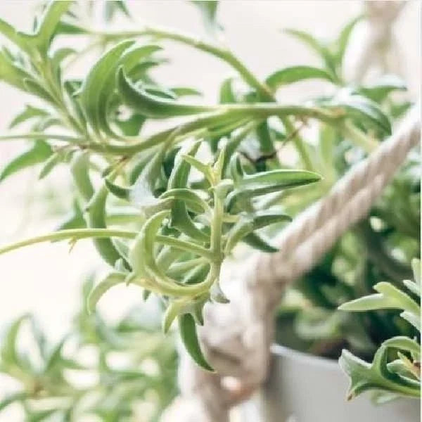 String of Dolphins Succulent Plant - Rooted Senecio Peregrinus in 4-inch Pot - Unique Dolphin-Shaped Leaves for Indoor or Outdoor Decor