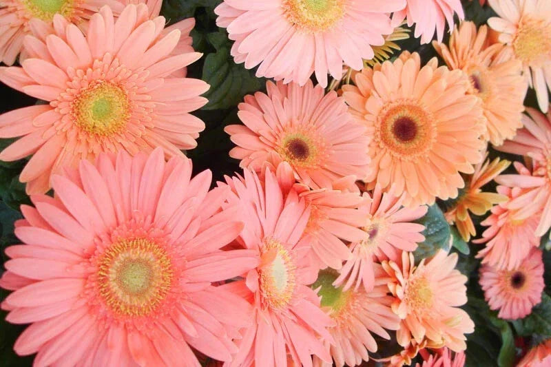 Light Pink Gerbera Daisy Seeds - 200+ Count - Gerbera jamesonii - USA