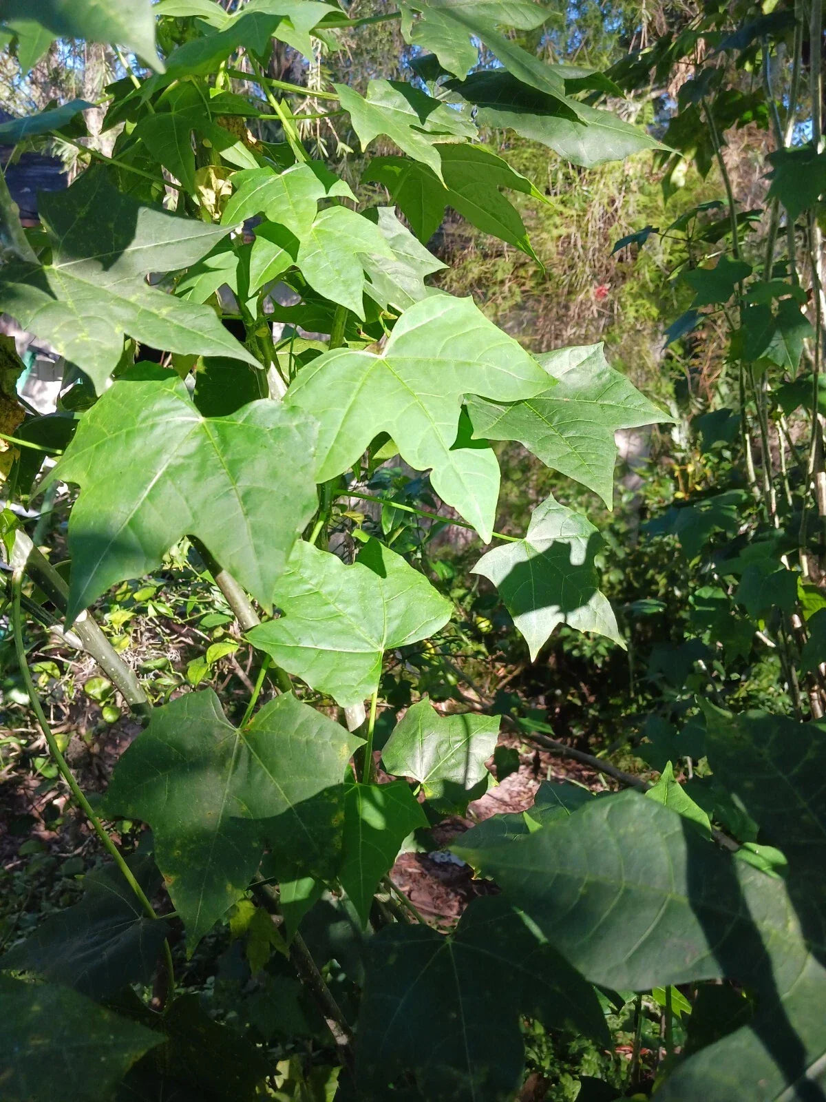 Organic Chaya Cuttings 10 Pack | Mexican Tree Spinach | Easy to Grow, Nutrient-Rich | Cnidoscolus aconitifolius