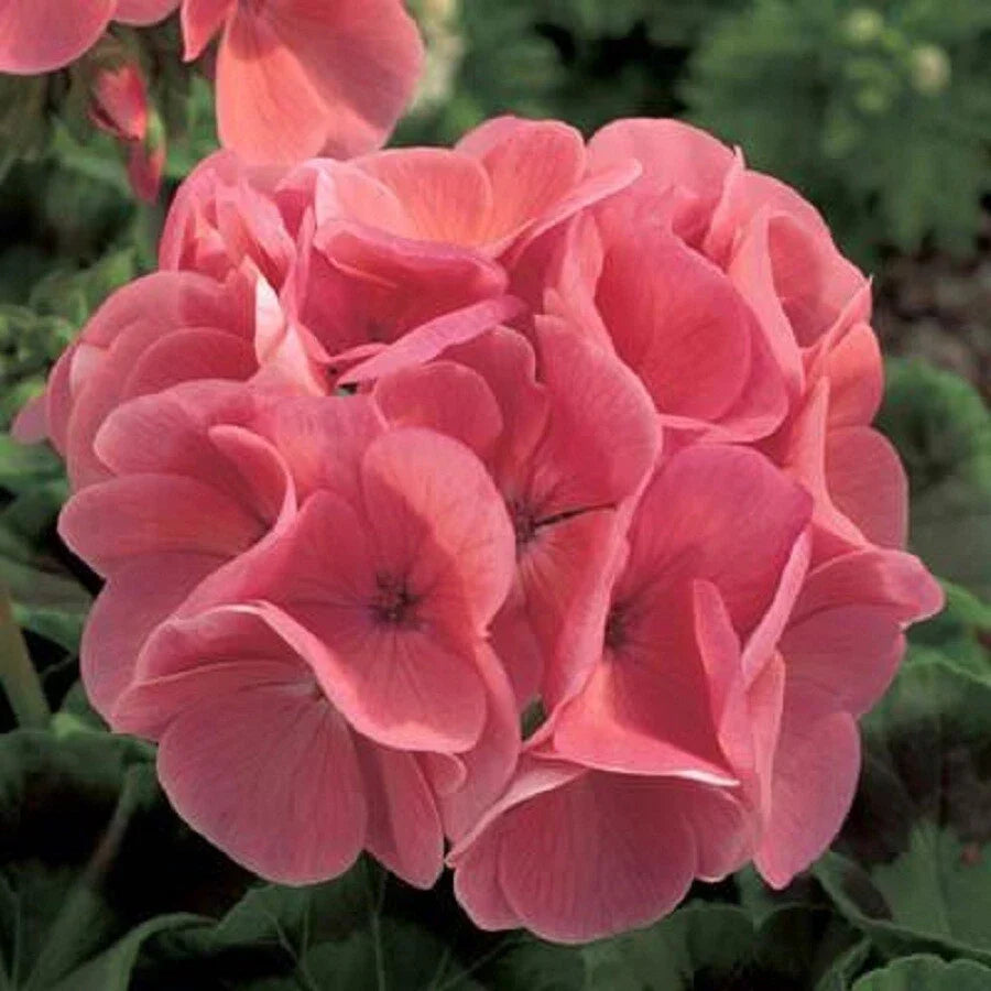Ivy Geranium Cuttings Assortment – 8 Fresh Pelargonium peltatum Propagation Clippings for Indoor & Outdoor Gardening