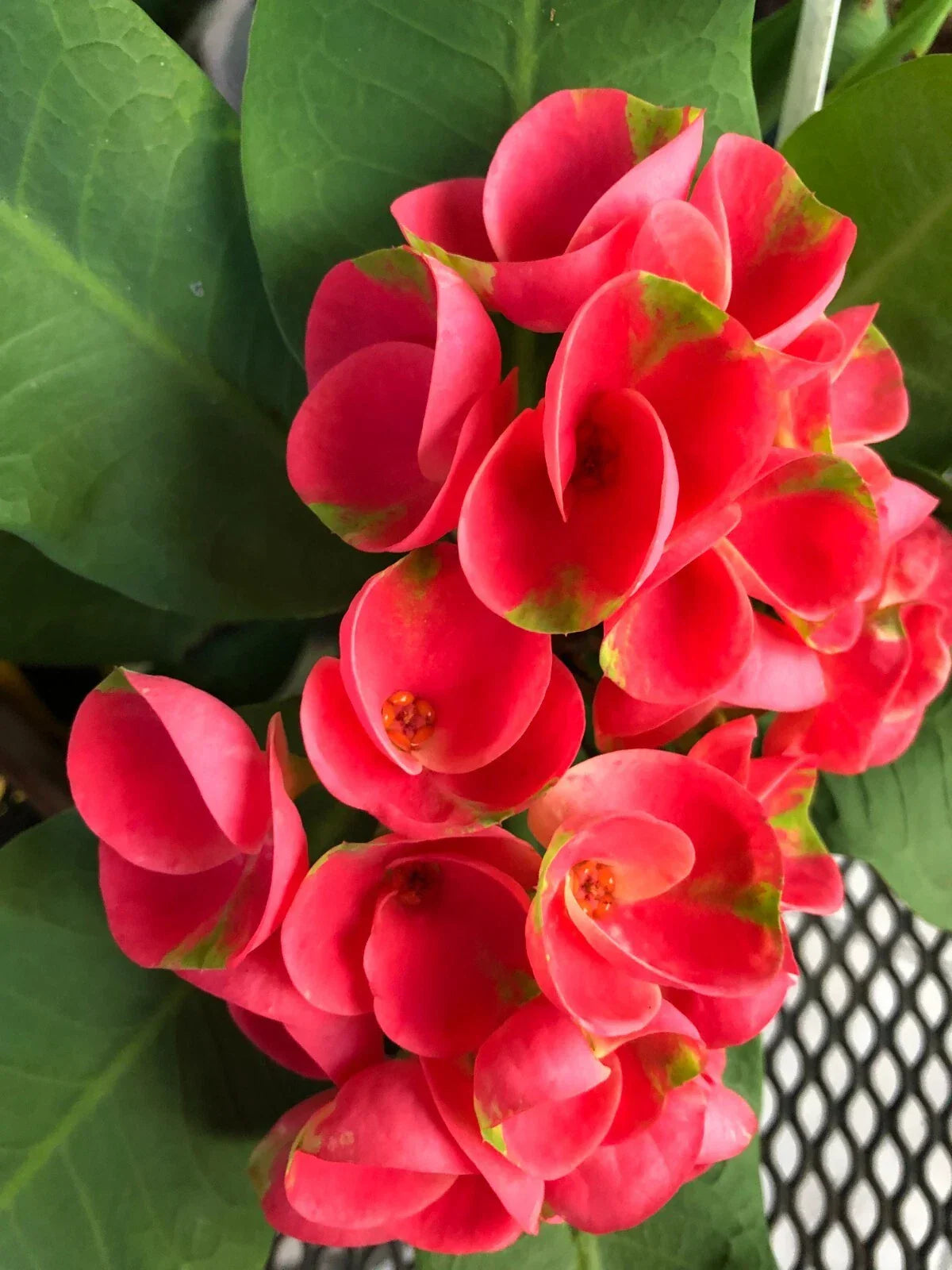 Crown of Thorns Cutting - Large Bloom Euphorbia milii Mandy Rooted Plant for Indoor & Outdoor Gardens