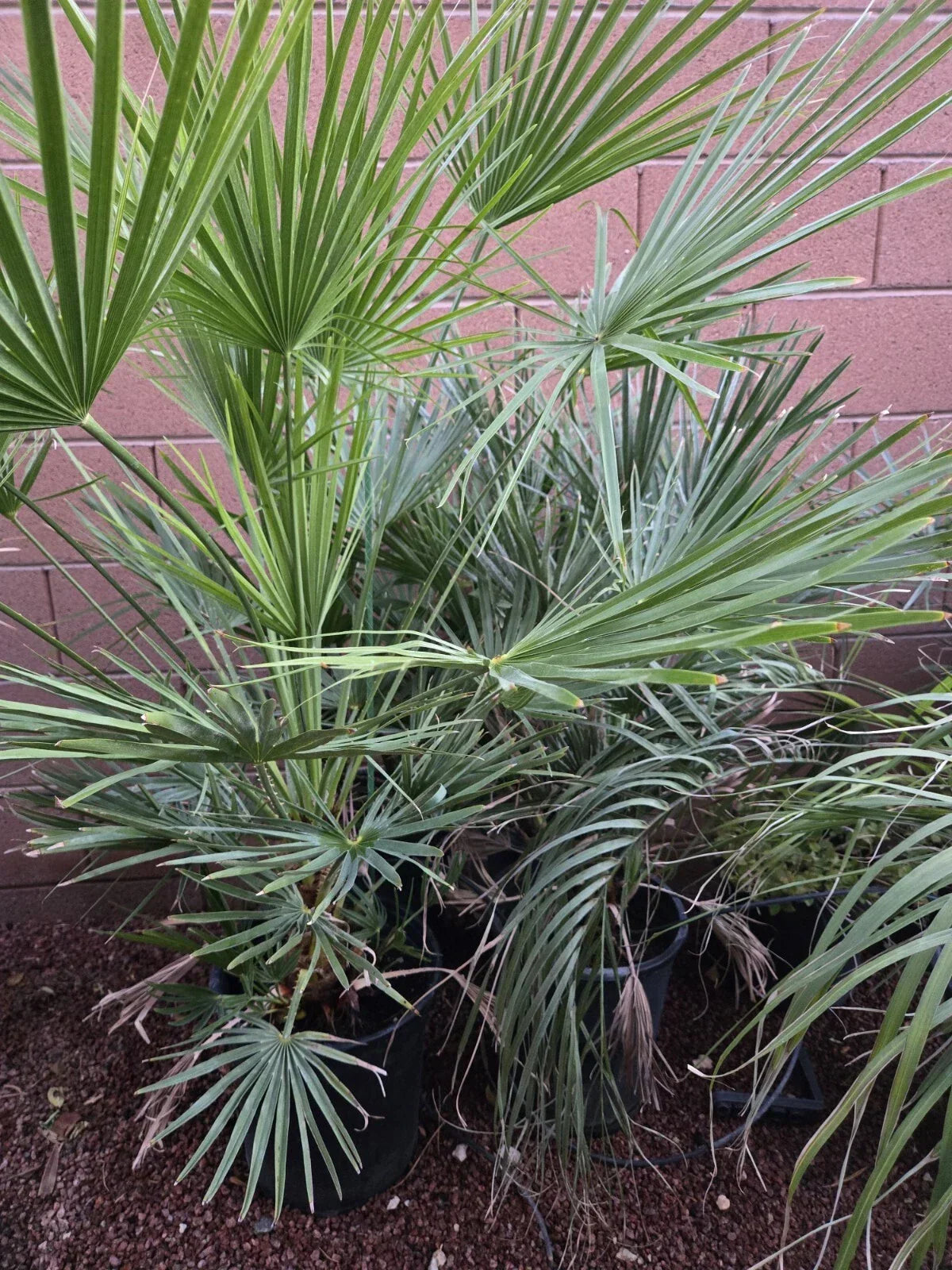 Mediterranean Fan Palm Tree 46" Tall - Chamaerops Humilis, 8 Years Old, Indoor/Outdoor