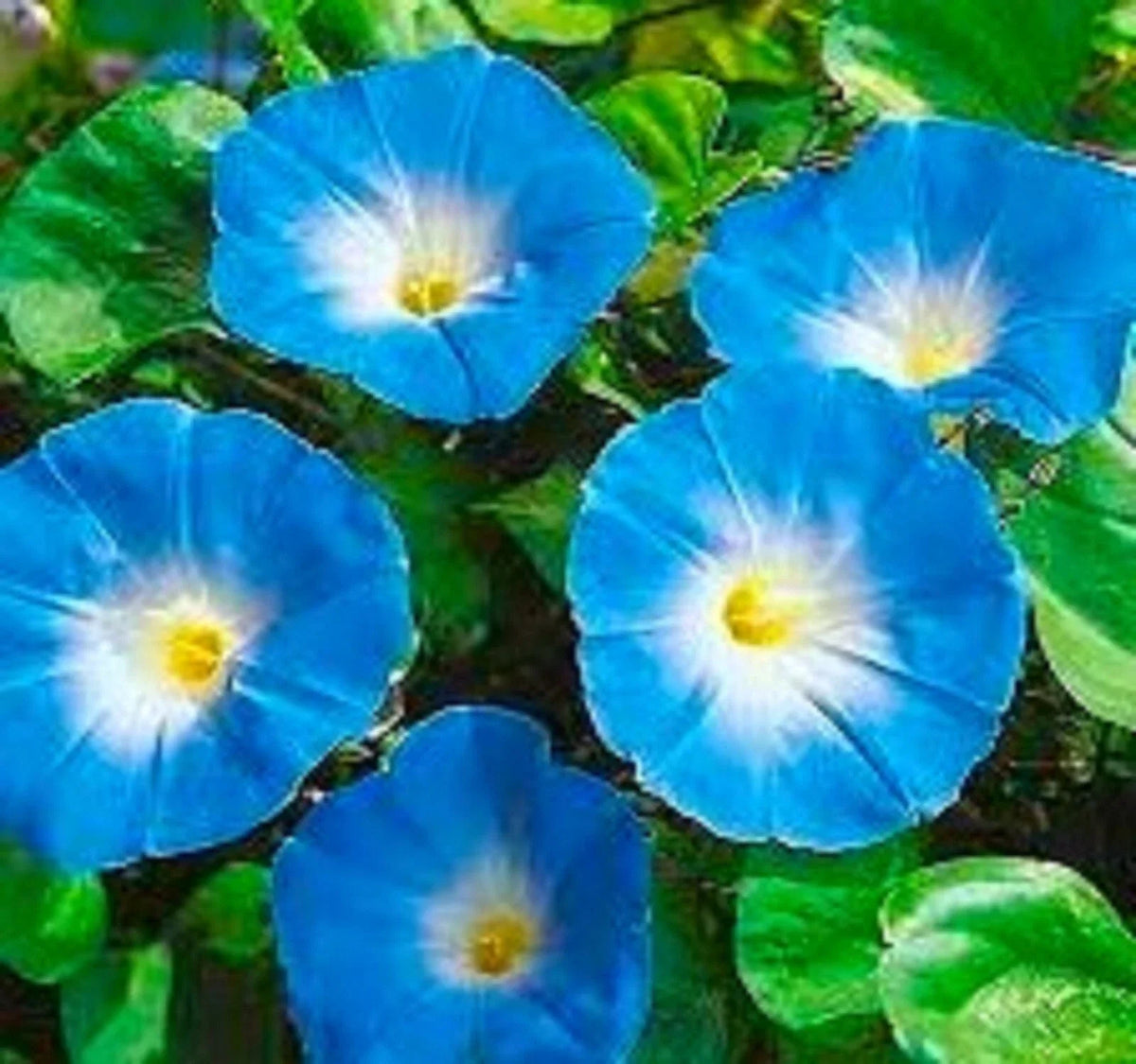 Heavenly Blue Morning Glory Seeds - Ipomoea tricolor Climbing Vine Flower Seeds for Garden, Fences & Trellises
