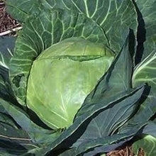 Late Flat Dutch Cabbage Seeds - 200+ Heirloom Non-GMO - Fresh Cabbage Seeds (Brassica oleracea)