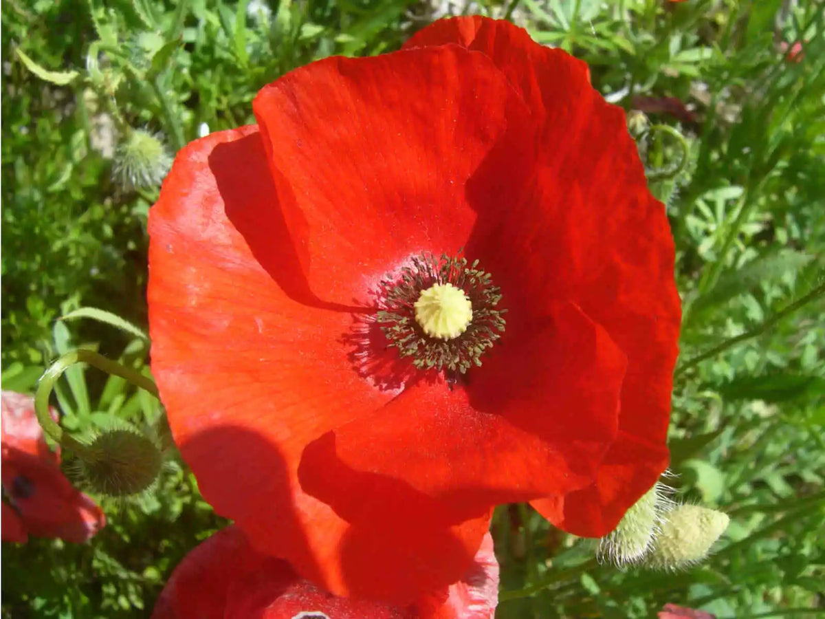 Red Poppy Seeds - 1000+ Papaver rhoeas Perennial Flower Seeds for Garden, Borders & Wildflowers