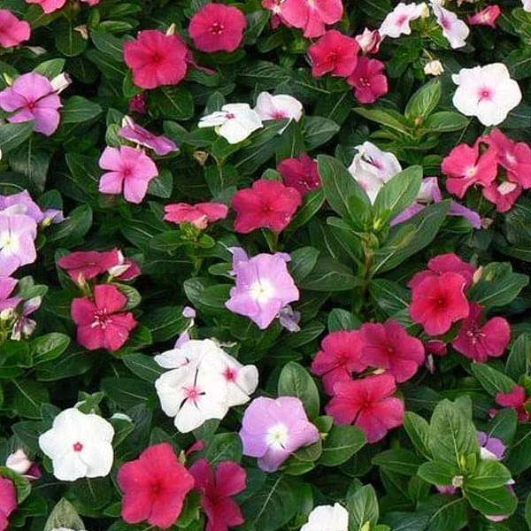 Vinca Seeds 100 Count - Vinca Higro F-1 Mix GL - Colorful Annual Flower Seeds Catharanthus roseus