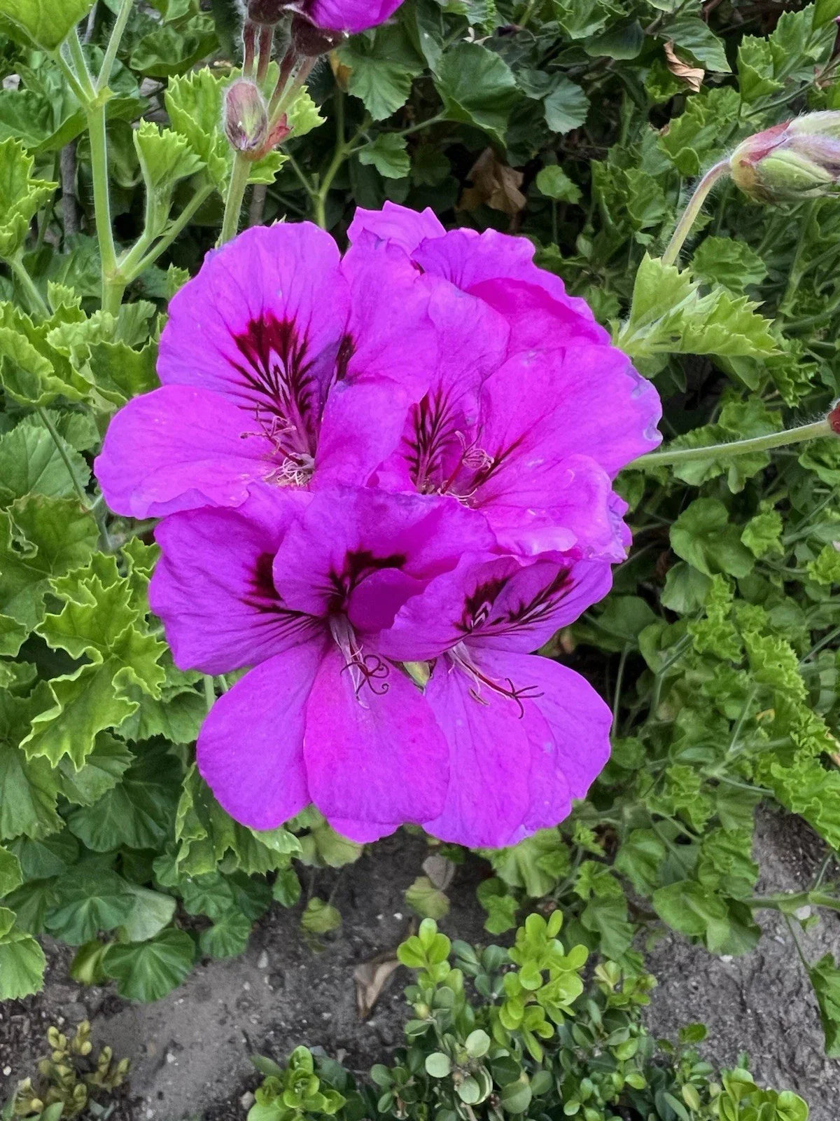 Purple Pelargonium Cuttings - 6" Regal Geranium Pelargonium x domesticum for Indoor & Outdoor Gardens