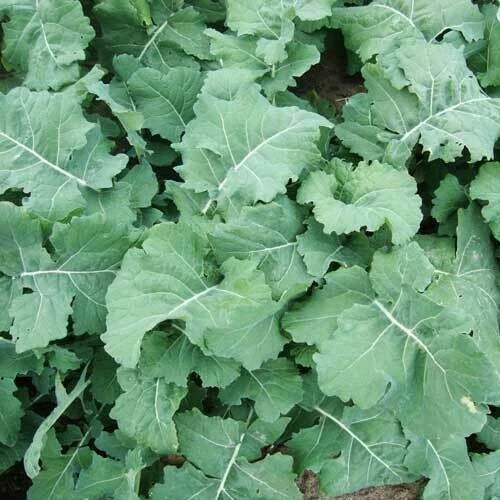 Kale Seeds 500+ Early Hanover Brassica oleracea Vegetable Green Salad Garden Seed