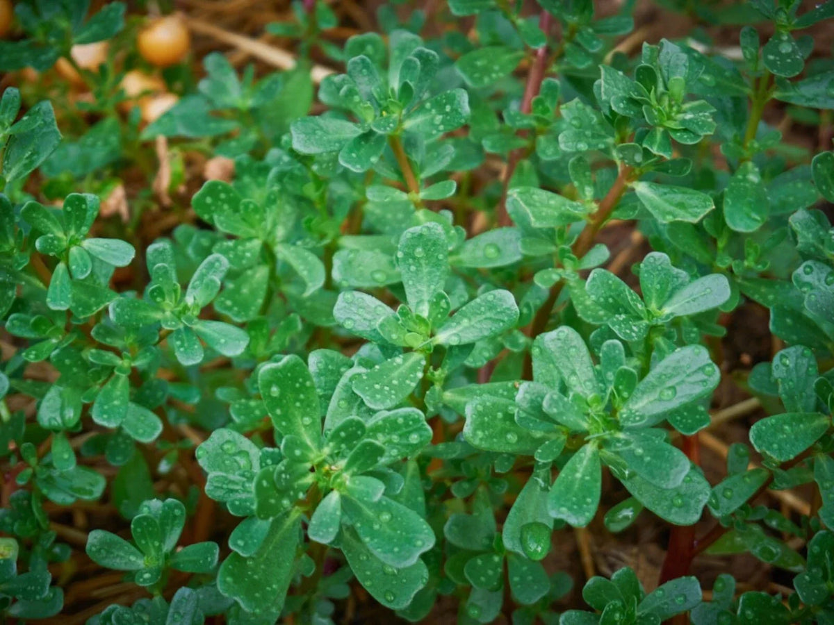 Green Purslane Seeds - Non-GMO, Organic, Omega-3 Rich, Portulaca oleracea Garden Seeds