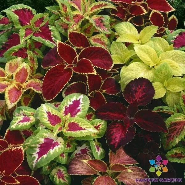 Coleus Seeds - 25+ Fairway Mix - Colorful Garden Planting Seeds - Solenostemon scutellarioides - USA