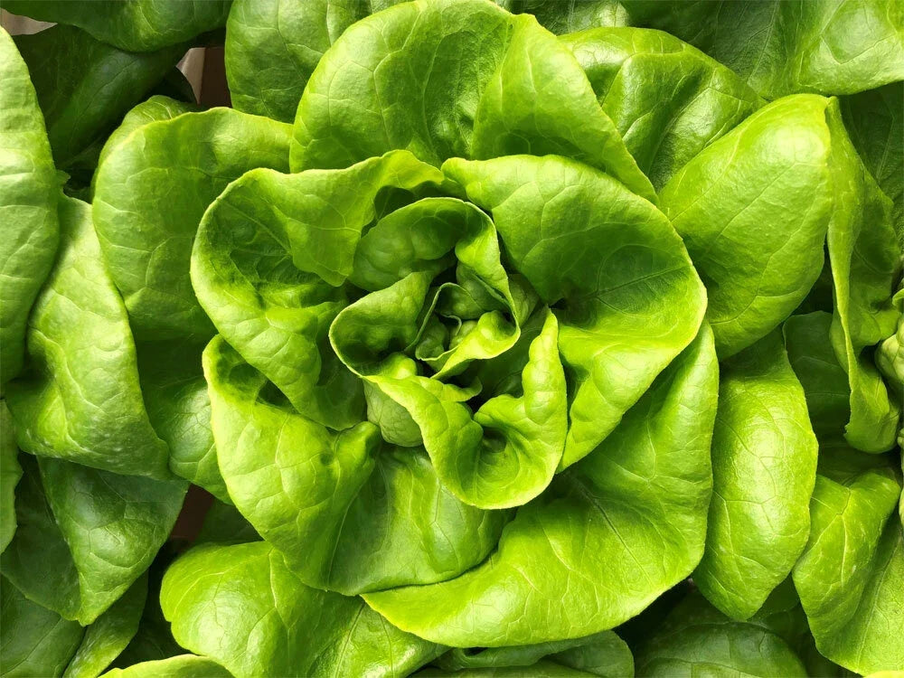 Bibb Butterhead Lettuce Seeds 600+ Non-GMO Vegetable Seeds Lactuca sativa for Home Garden