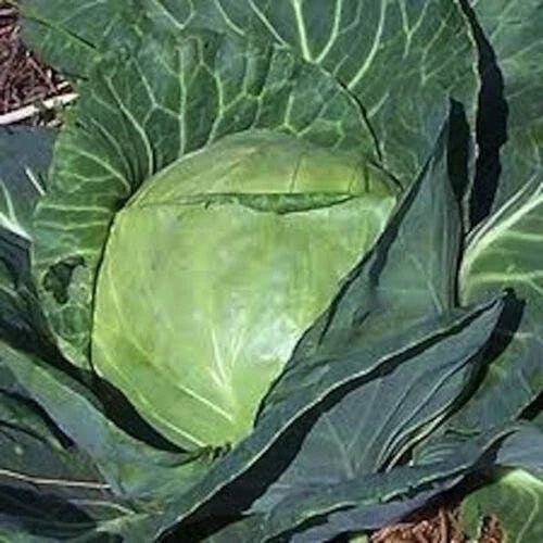 Late Flat Dutch Cabbage Seeds - Heirloom Non-GMO Brassica oleracea var. capitata, 100+ Seeds for Home Gardening