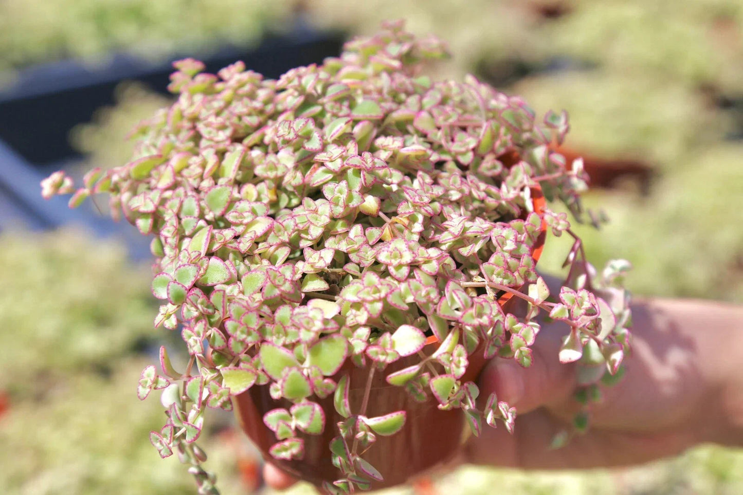 Sedum Little Missy Bicolor Live Succulent Ground Cover Plant in 4" Pot – Drought Tolerant, Low-Maintenance, Pollinator-Friendly, Sedum spurium