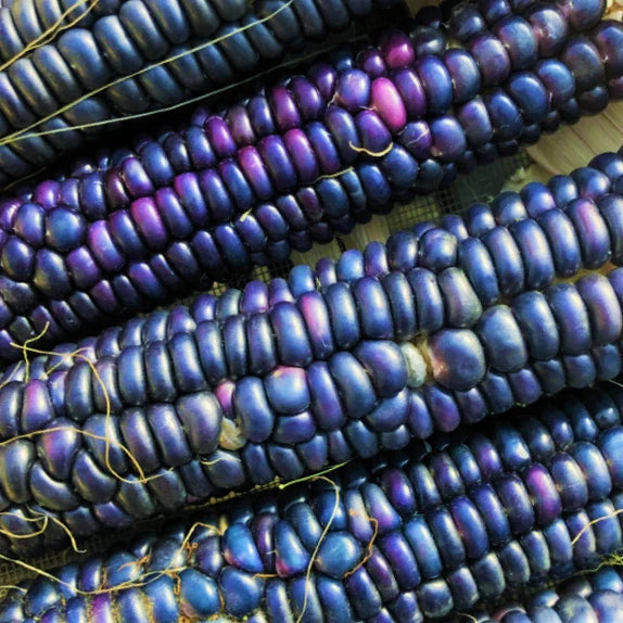 Rio Grande Blue Ornamental Corn Seeds - Hopi Azul Flint Indian Dent Se ...