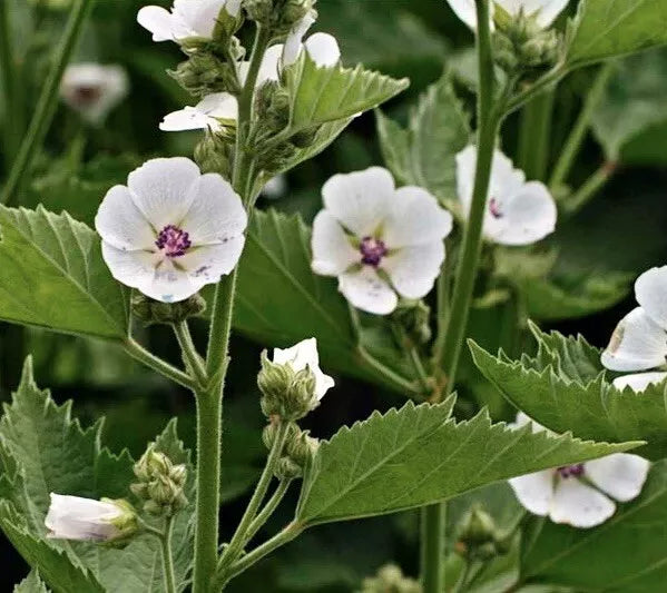 Marshmallow Seeds 100+ Pack | Althea officinalis Herbaceous Perennial | NON-GMO, Full Sun, Well-Drained Soil