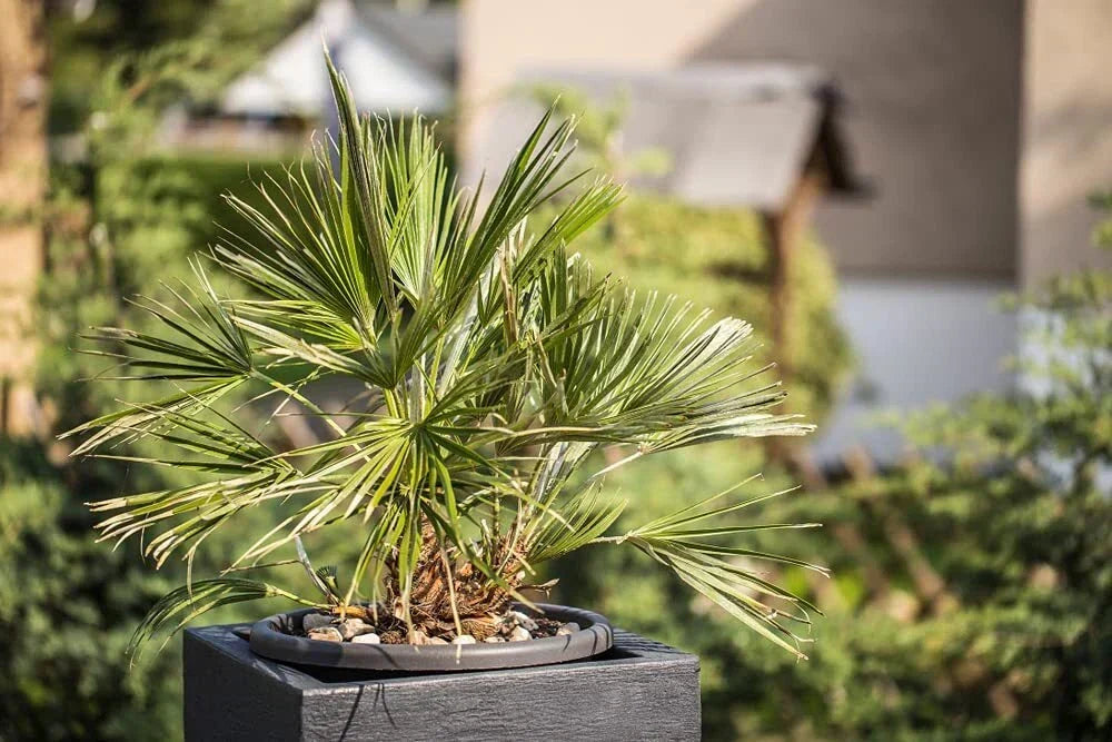 Windmill Palm Bonsai Tree Seeds - Trachycarpus fortunei - 6 Seeds for Indoor & Outdoor Growing
