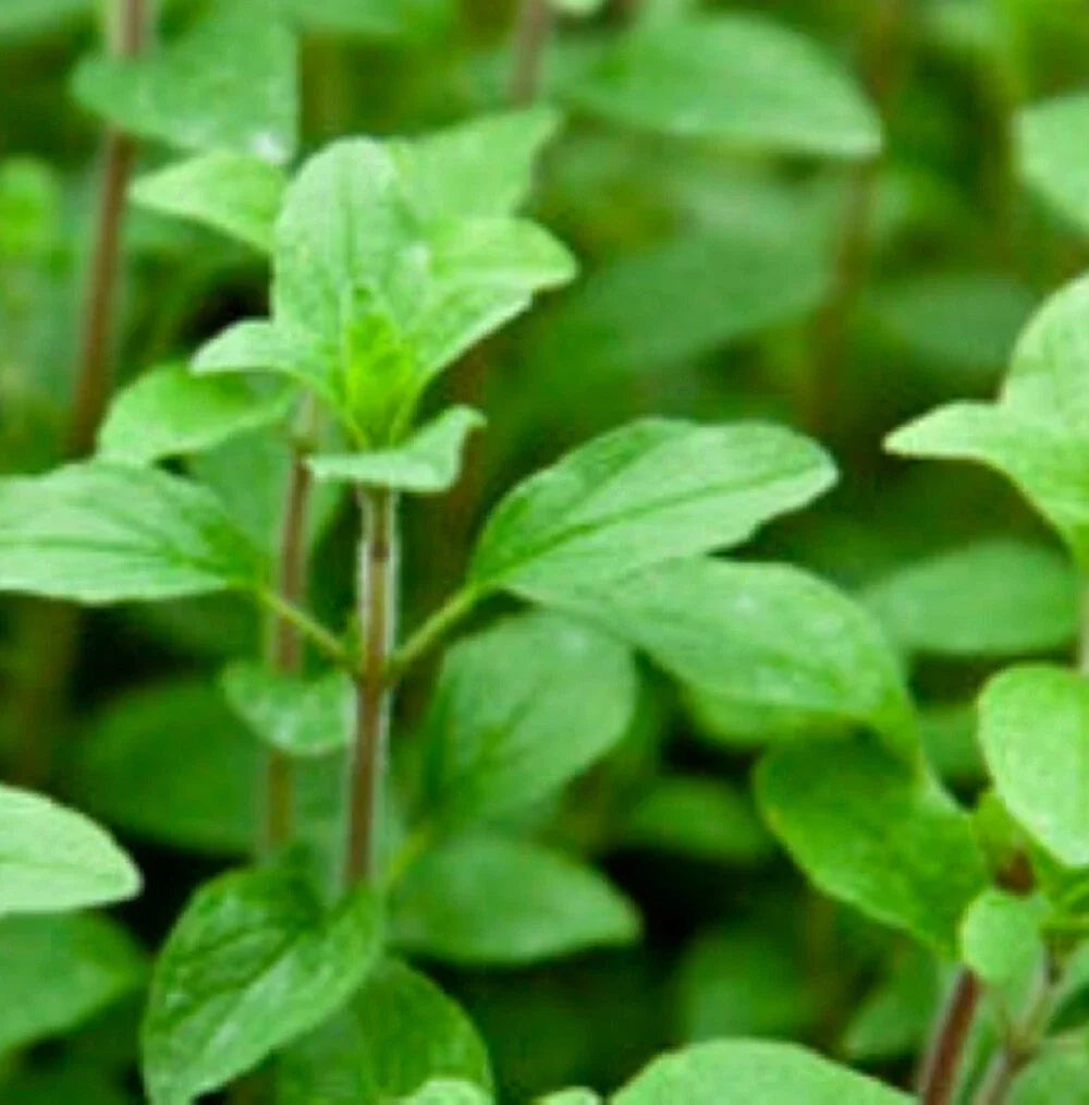 Italian Oregano Seeds - Non-GMO Heirloom Herb Seeds for Culinary Gardens | Origanum vulgare