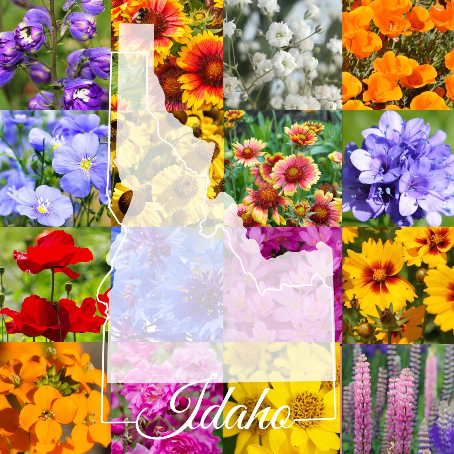 Wildflower Seed Mix 1/2 Pound Bulk Idaho Native Wildflowers for Gardens & Meadows, Covers 1,600 sq ft