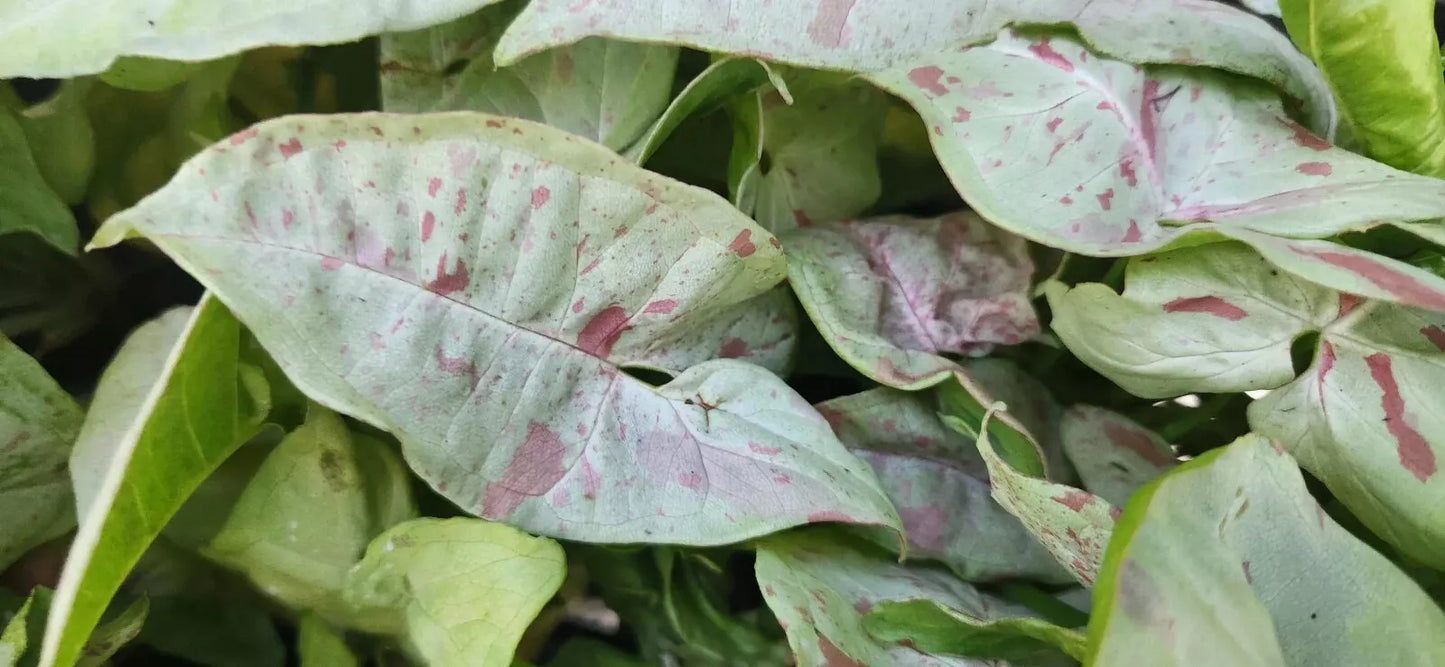Syngonium Plant - Pink Speckled Arrowhead Vine - Live Houseplant - Syngonium podophyllum