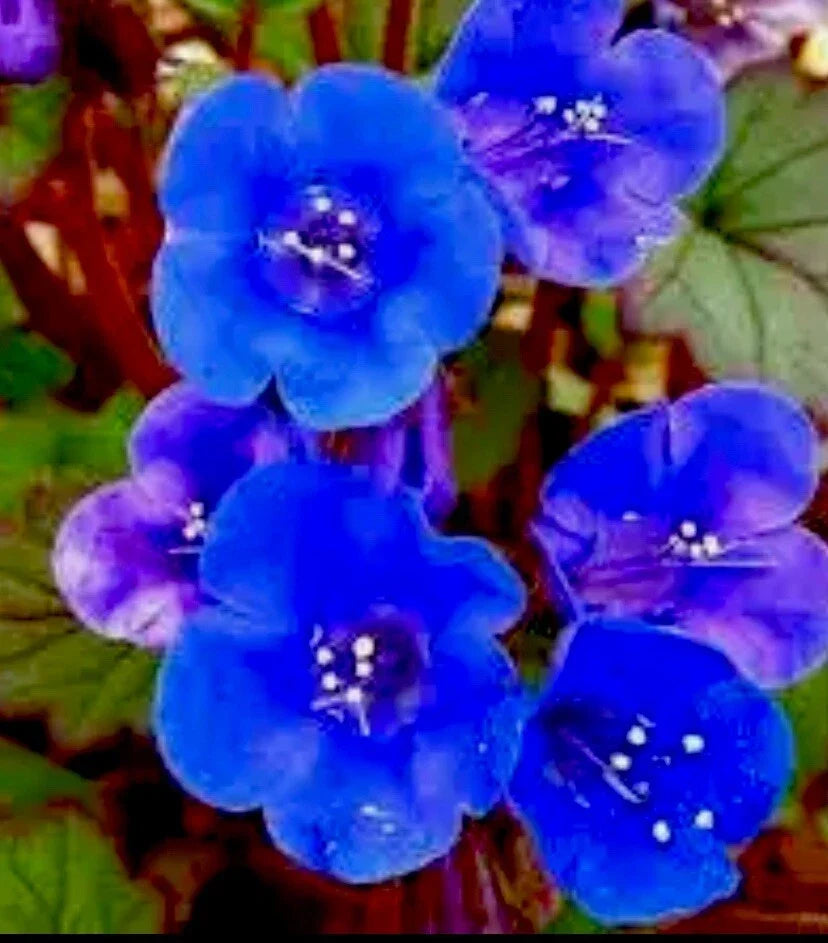 Desert Bluebells Seeds 100 Pack, Drought-Tolerant Annual, Phacelia campanularia, Easy to Grow, Blue Blooms for Xeriscaping