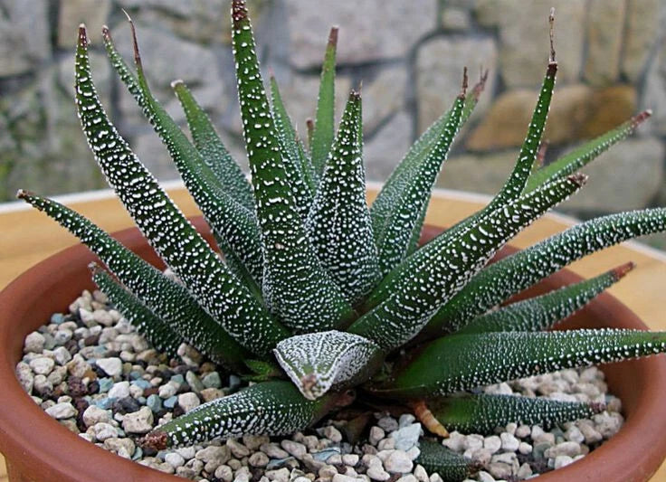 XL Mature Haworthia Attenuata var. Radula Succulent Potted Plant - Drought-Tolerant Indoor Houseplant