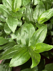 Rooted Wandering Jew Plant Cuttings - Tradescantia Fluminensis - 10 Clippings for Indoor Gardening