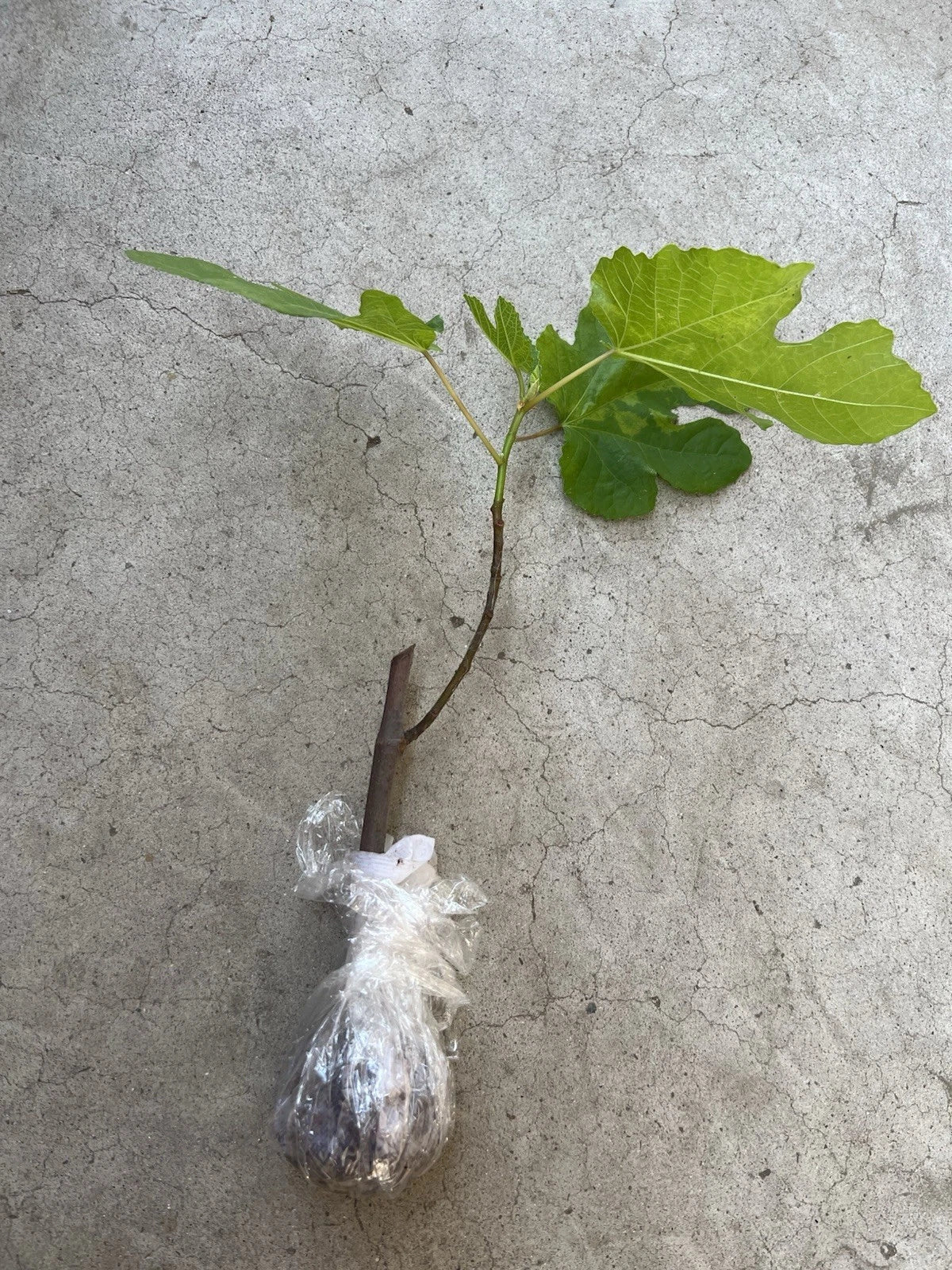 Fig Tree Live Plant 15 Inches Ficus carica Ready to Plant No Pot for Garden or Patio