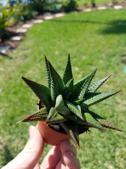 Haworthiopsis Limifolia Succulent in 2" Pot - Fairy Washboard Plant - Indoor Greenhouse Grown