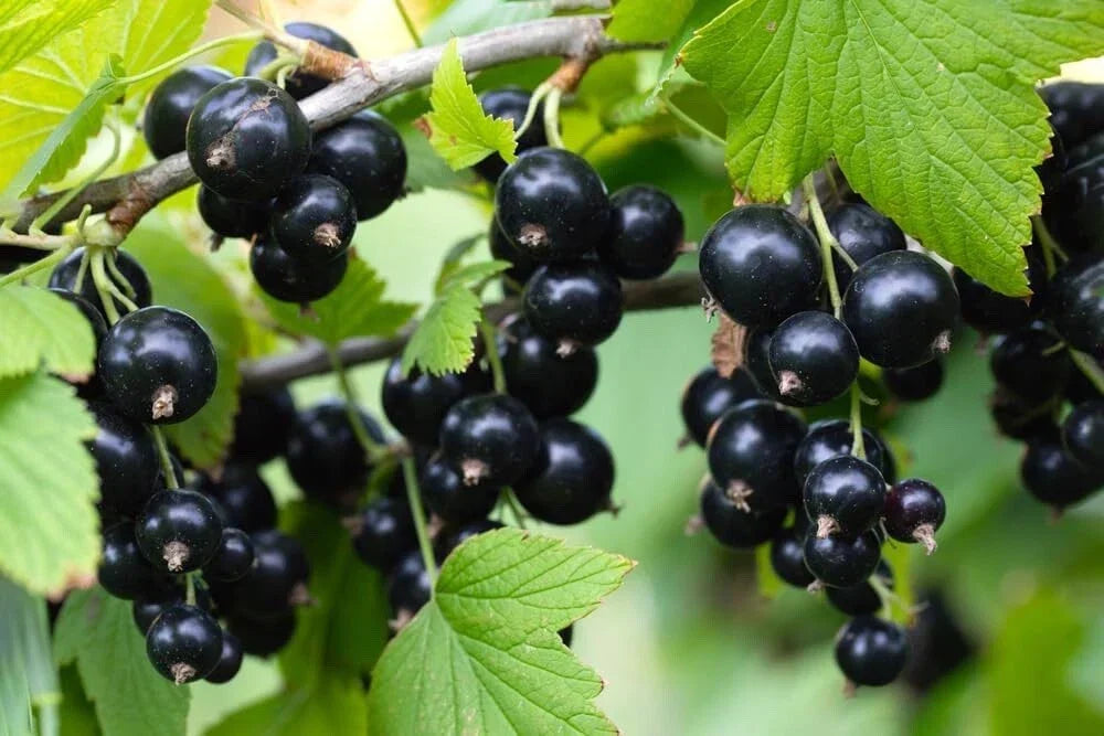Black Currant Seedling Plant - Rooted Ribes nigrum for Garden