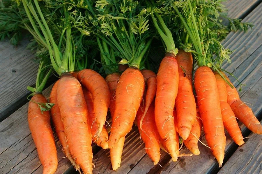 Danvers 126 Carrot Seeds - Non-GMO Heirloom Organic Vegetable Seeds for Home Garden, Full Sun, Easy to Grow