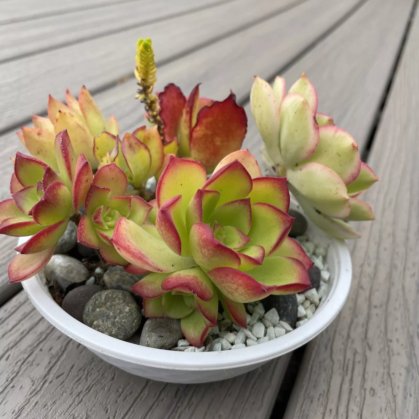 Mini Garden Succulents Rooted Plants Set - Red, Pink, Green Varieties for Indoor Decor & Terrariums