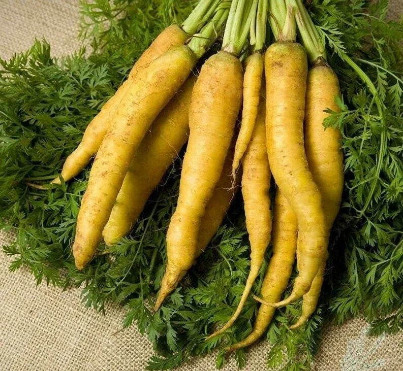 Solar Yellow Carrot Seeds - Non-GMO Vegetable Seeds for Home Garden, Daucus carota, Bright Yellow Color, Over 300 Seeds