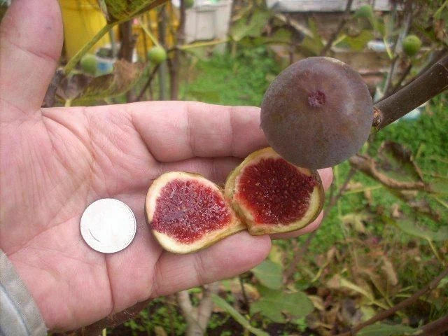 Fig Tree Cuttings - Col de Dame Grise Variety - 6 Healthy Ficus carica Propagation Pieces