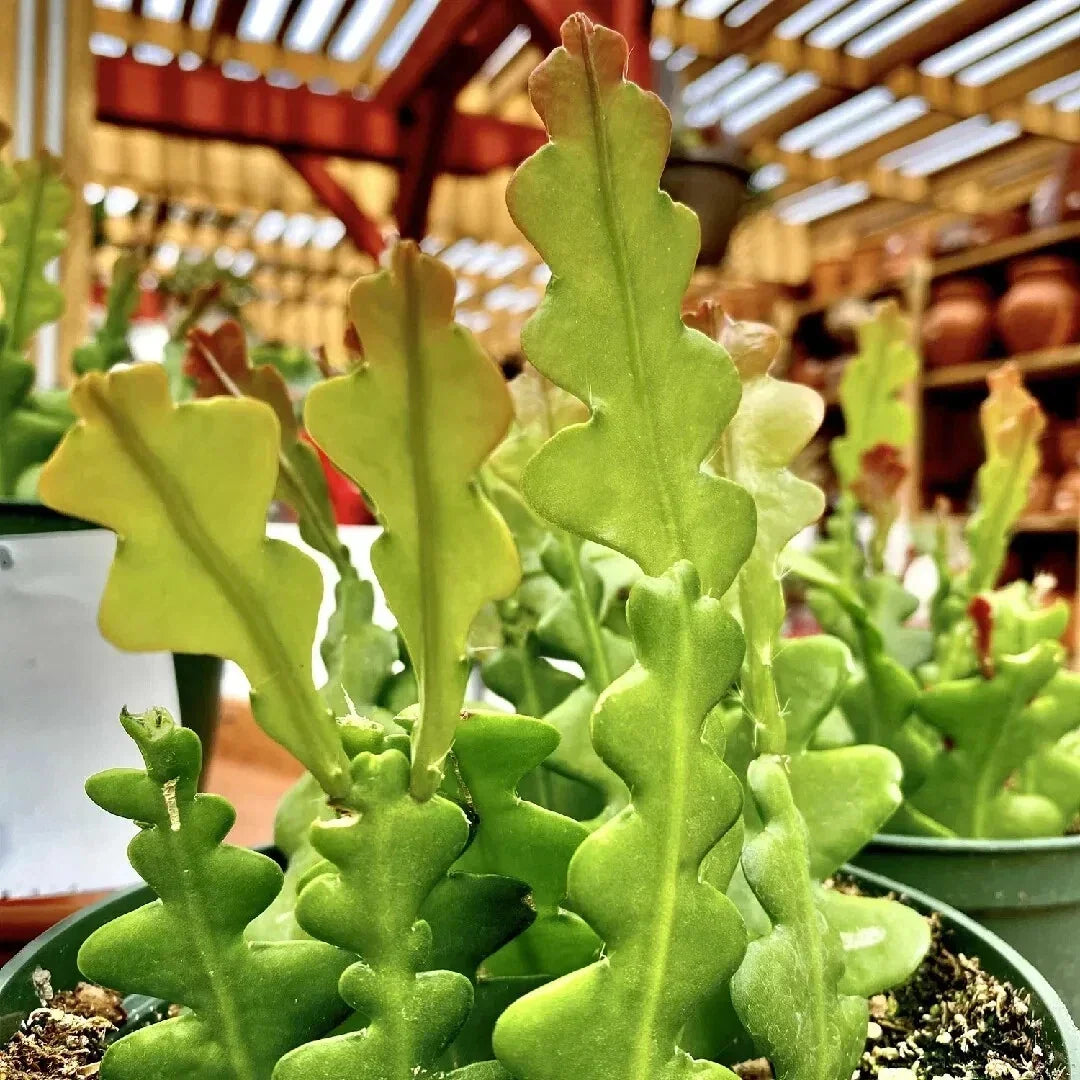 Live Fishbone Cactus 6" in 2" Pot – Rare Zigzag Succulent Epiphyllum anguliger, Easy Care Indoor Plant