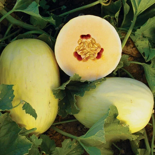 Crenshaw Melon Seeds | Heirloom Non-GMO Cucumis melo | Organic Fruit Seeds for Home Garden