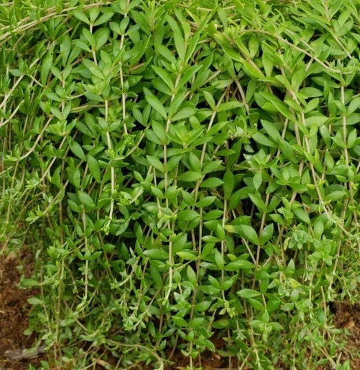 Sedum Sarmentosum Cuttings - 70 Live Creeping Perennial Plants for Ground Cover, Drought Tolerant, Fast Growing, Crassulaceae