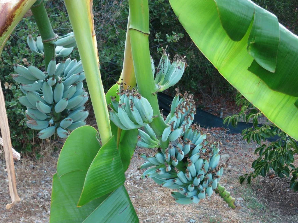 Musa Ice Cream Banana Tree - Small Rooted Starter Plant - Blue Java - Vanilla Flavor - Live Indoor/Outdoor Plant