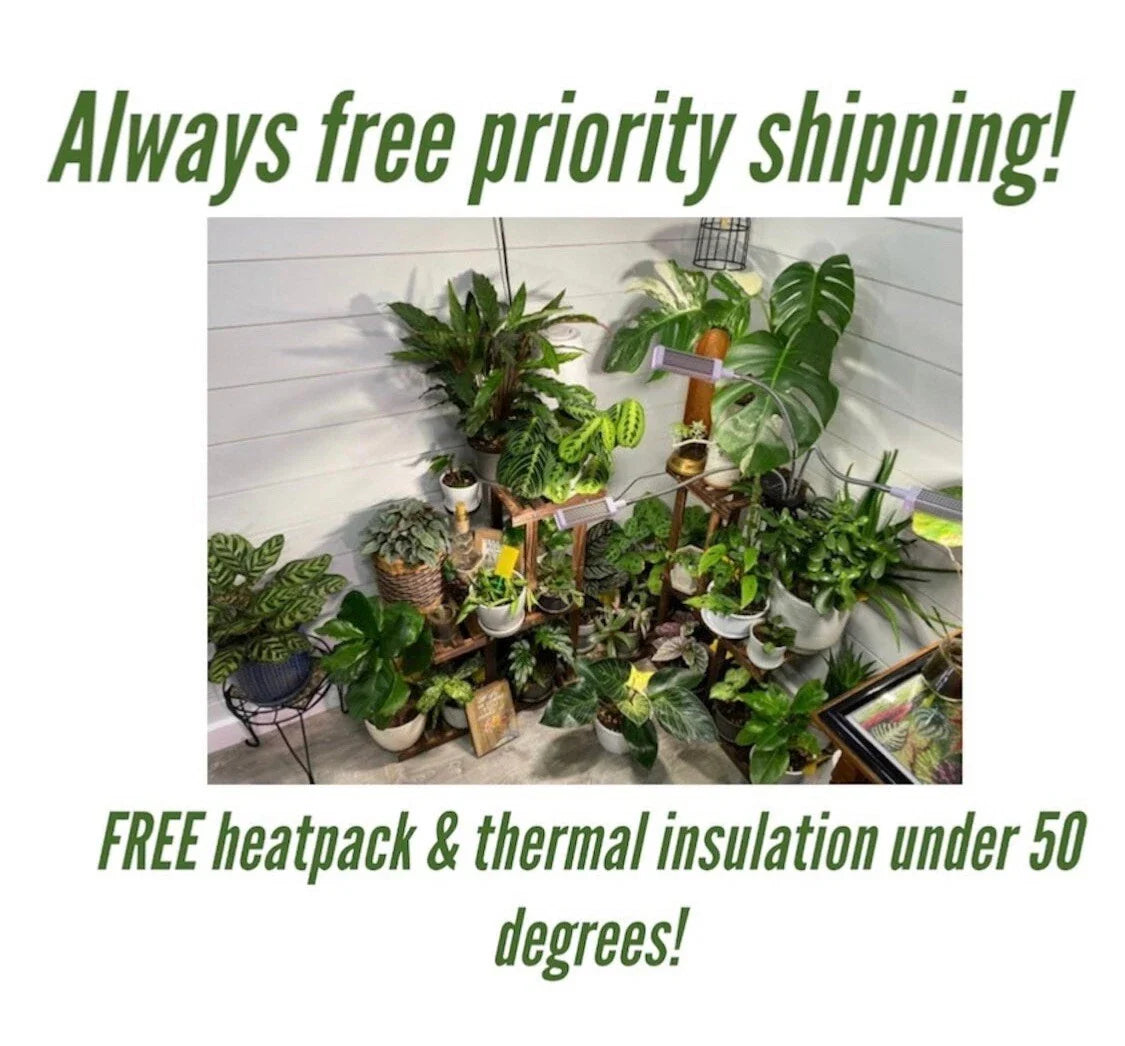 Mystery Plant Cuttings 10 Pack - Assorted Varieties for Indoor Gardening - Healthy Propagation Plants