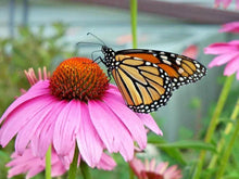 Purple Coneflower Seeds 1 oz - Perennial Native Wildflower - Echinacea purpurea - Medicinal Plant Flowers