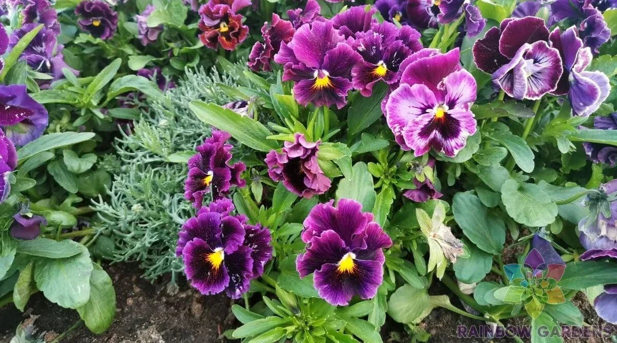 Burgundy Pansy Seeds - 200+ Viola tricolor var. hortensis for Garden Planting