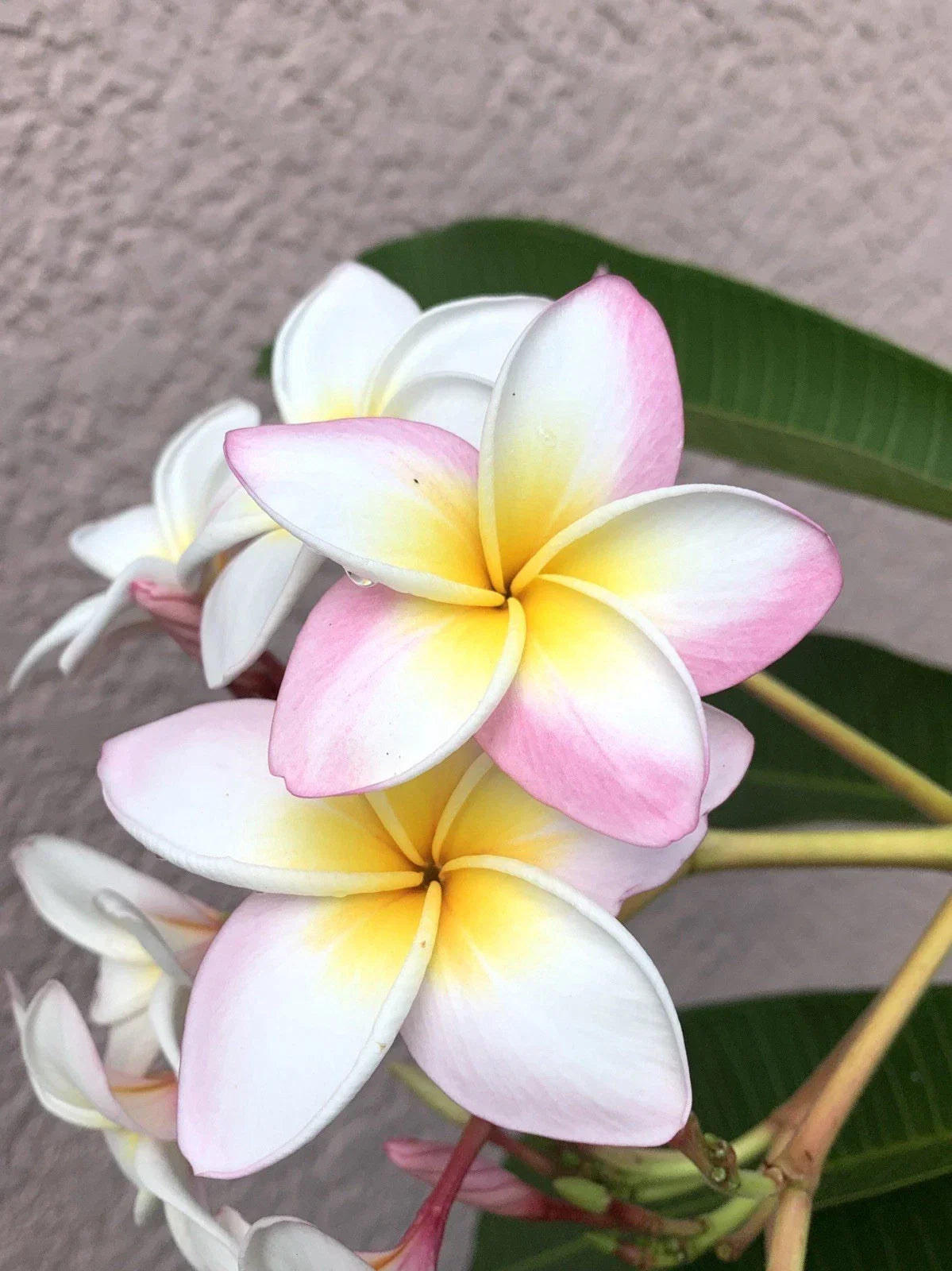 Rooted Plumeria Cutting White Pink Flowers Frangipani 12+ Inches | Tropical Garden Indoor Plant