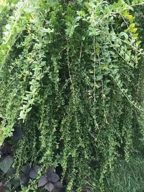 Goji Berry Cuttings – 12 Fresh Lycium barbarum Plant Clippings for Home Garden, Container Growing, Nutrient-Rich Berries