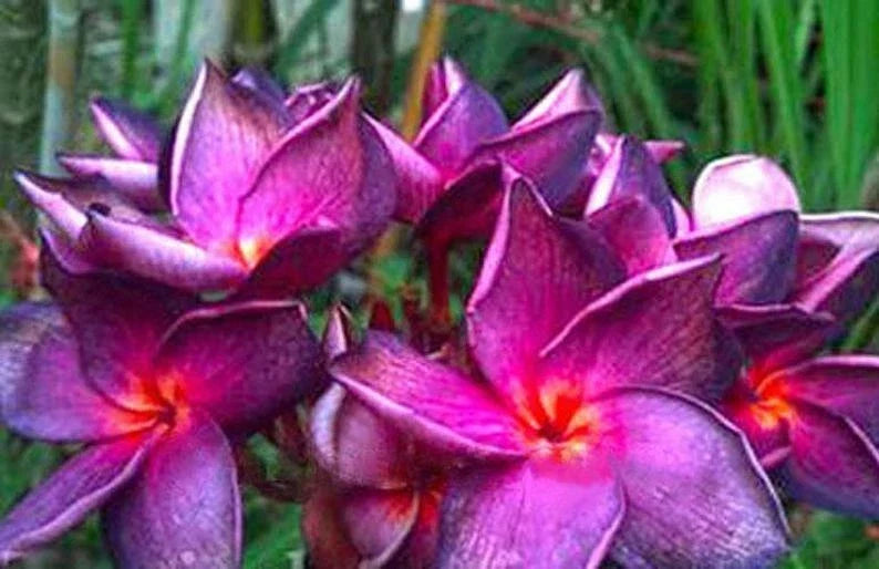 Plumeria Seeds - 5 Bright Purple Pink Frangipani Flower Seeds - Tropical Perennial Plant for Garden & Landscape