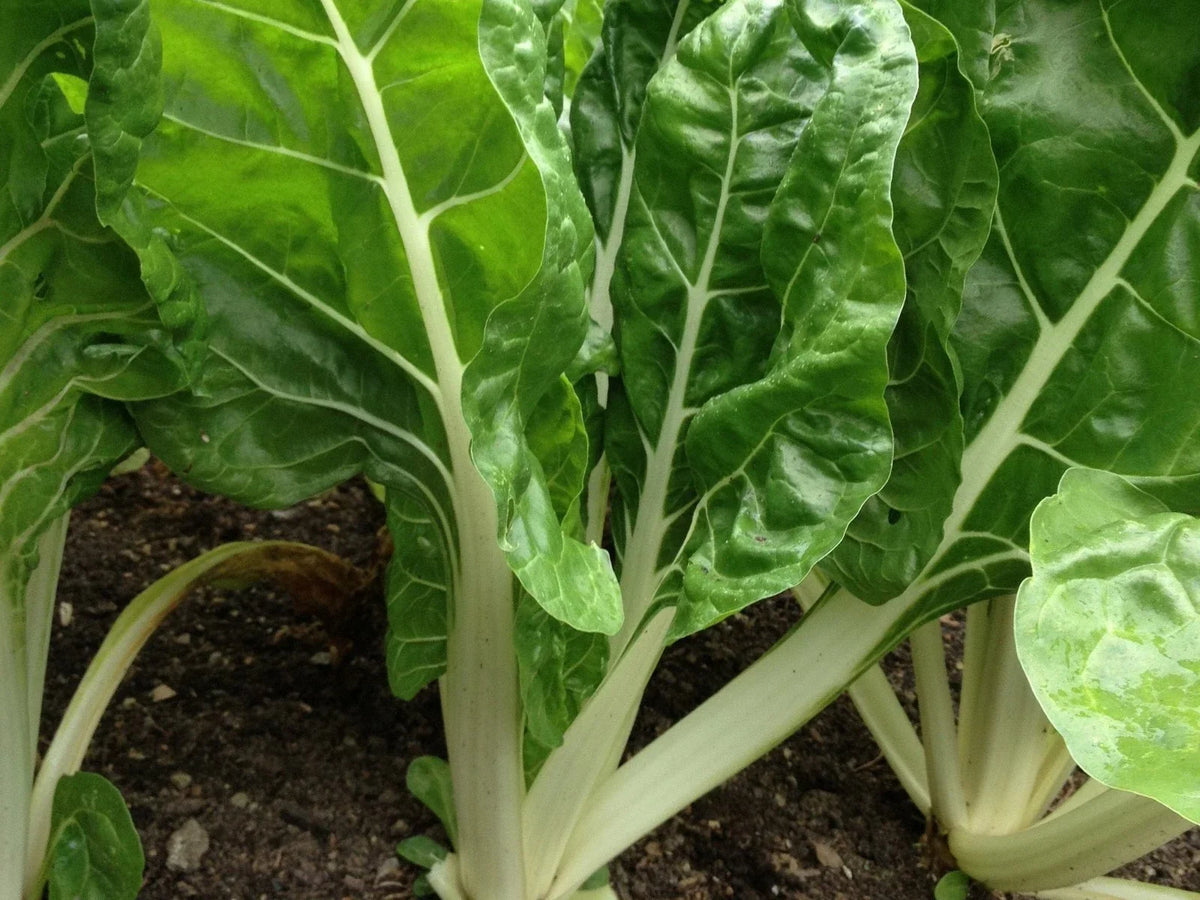 Fordhook Giant Swiss Chard Seeds – Non-GMO Heirloom Salad Greens Beta vulgaris subsp. cicla, Large Tender Leaves, Free Shipping