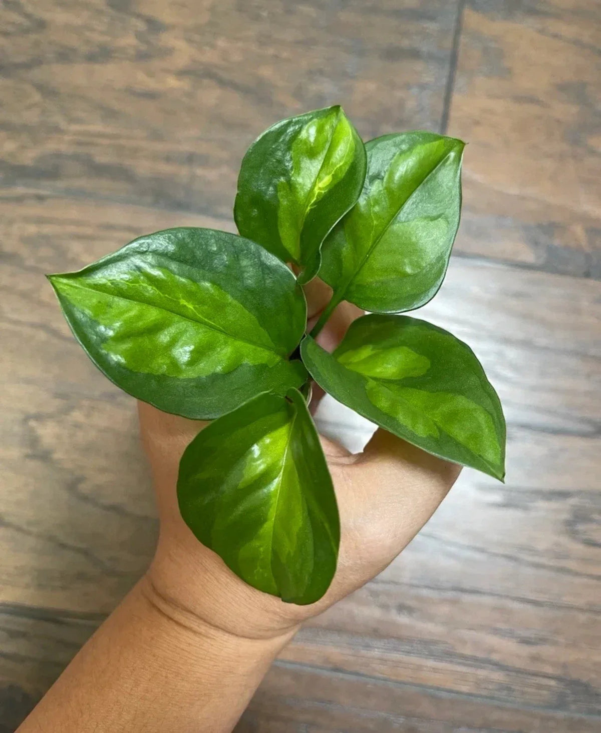 Global Green Pothos Cuttings (x5) - Epipremnum aureum Indoor Houseplant Propagation, Easy Care, Green Foliage