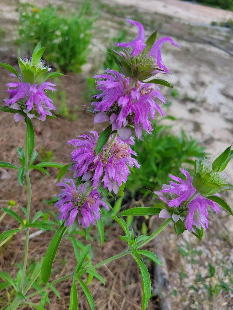 Lemon Bee Balm Seeds 25 Pack Monarda Citriodora Butterfly Bee Friendly Florida Grown